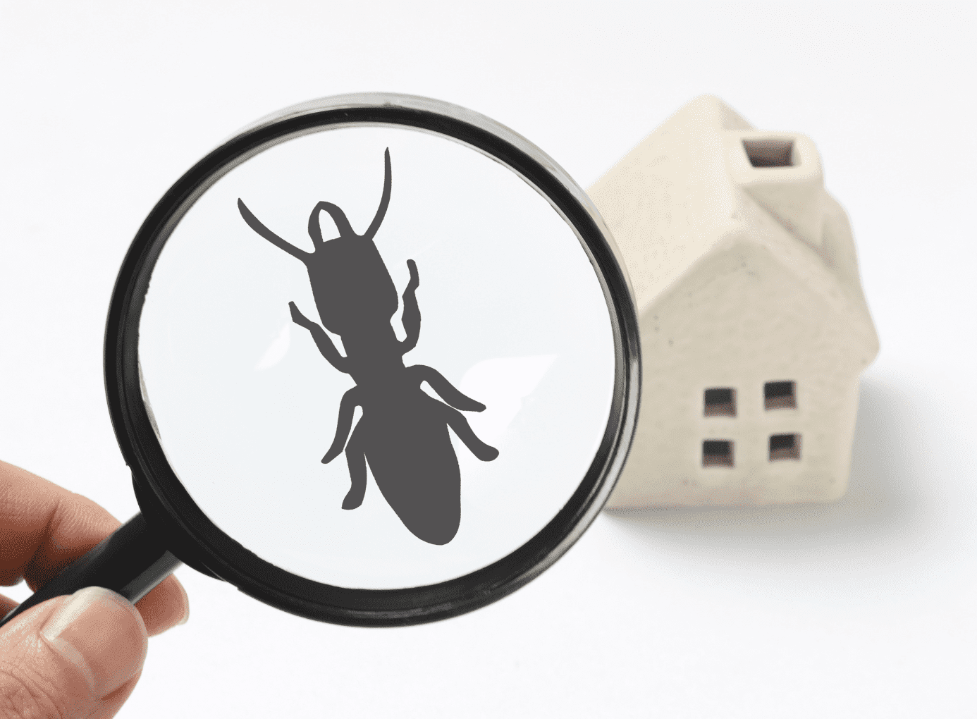 Insect Identification and Prevention